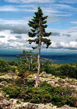 Älteste Fichte der Welt: die „alte Tjikko“, Fulufjäll, Schweden. © Karl Brodowsky/Wikimedia Creative Commons