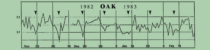 oscillogram of oak tree buds