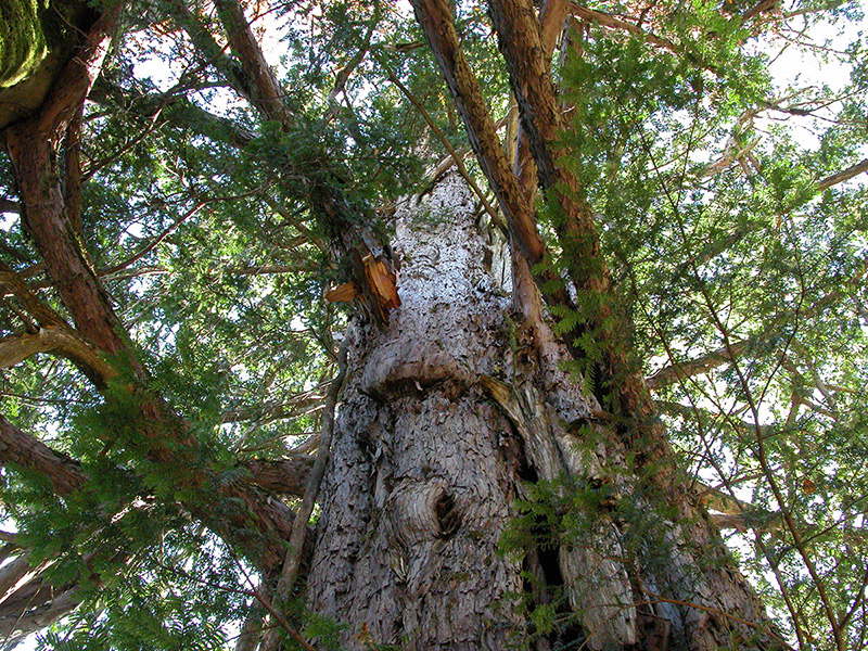 ancient yew tree in the Yenice reserve, northern Turkey. © Fred Hageneder