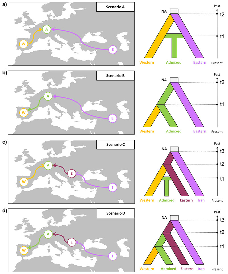 Fig. 1 The demographic scenarios used for Taxus baccata in the ABC analyses.