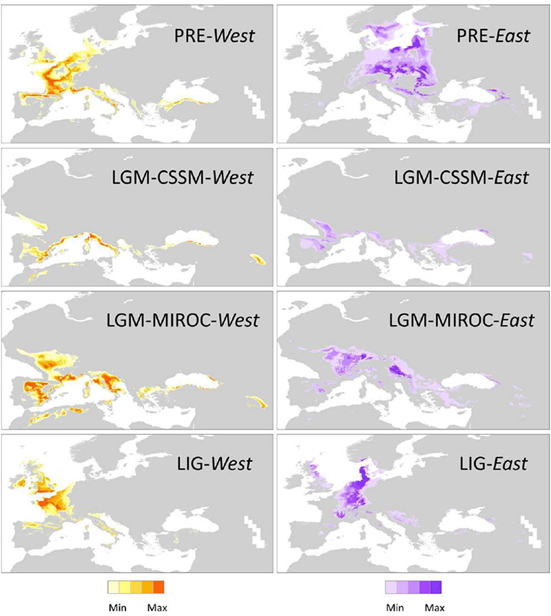 Fig. 4 BIOCLIM models for Western and Eastern gene pools of Taxus baccata during three time periods