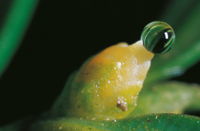 Fig. 5: Female yew flower with micropylar drop. © Christian Wolf