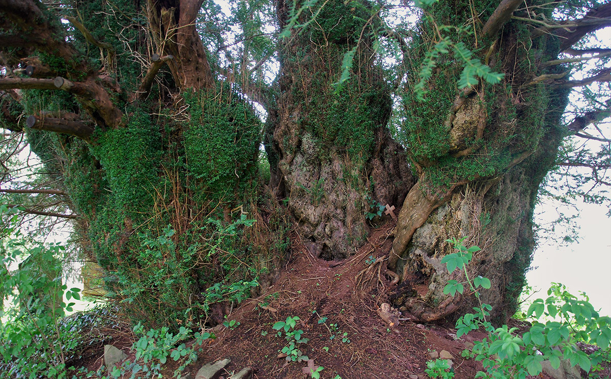 ancient yew tree at Defynnog, Powys. © Peter Norton