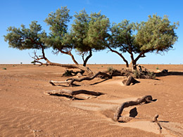 Tamarisk trees (Tamarix articulata) in the Sahara. © RosaFrei/istockphoto.com