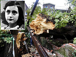 Anne Frank's tree fallen. © Elzinga/AP