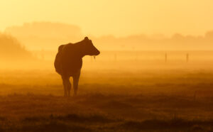 Einzelnes Rind auf einer Wiese im Morgennebel. © Pim_Leijen/shutterstock